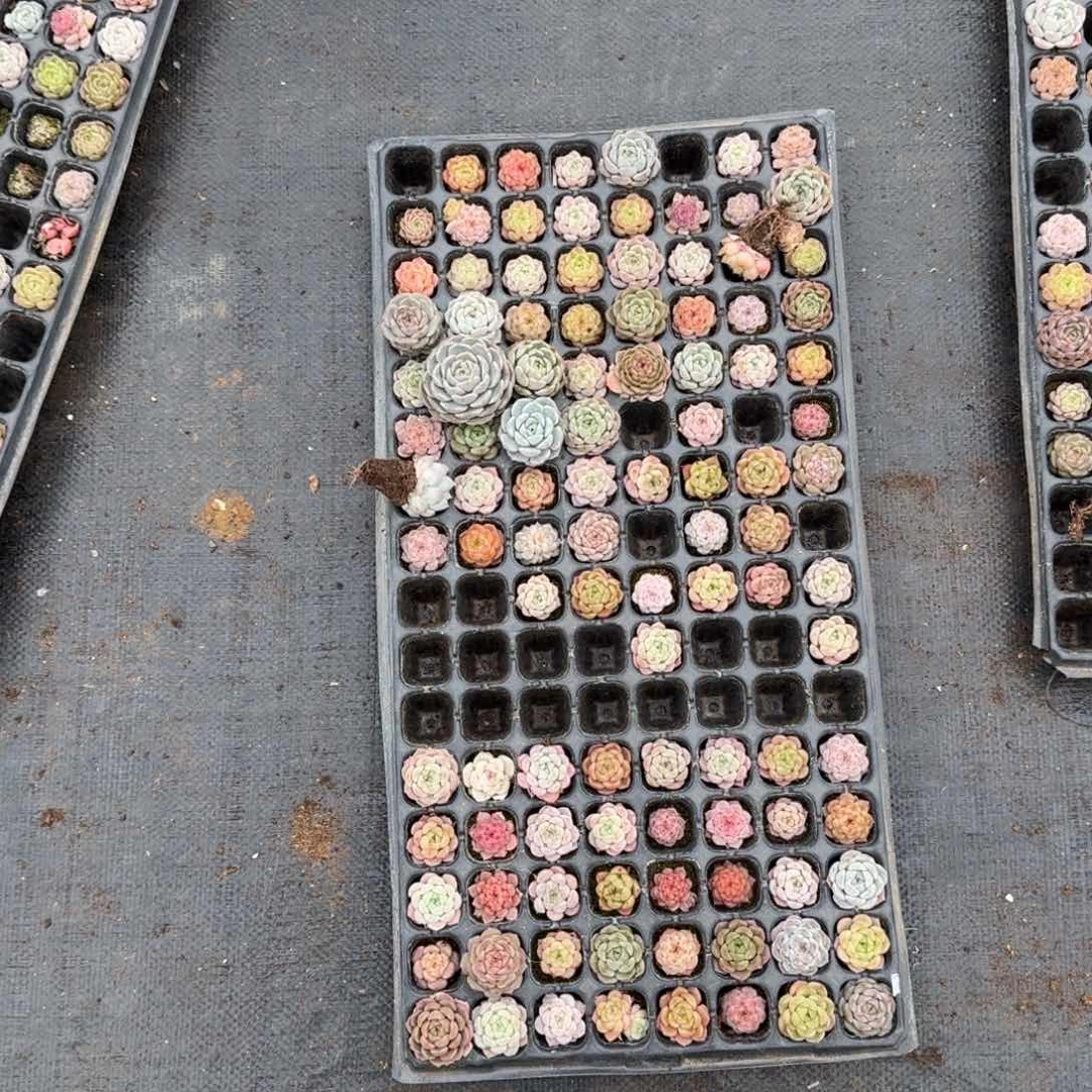 绿姬糖心一盘量拍18-29