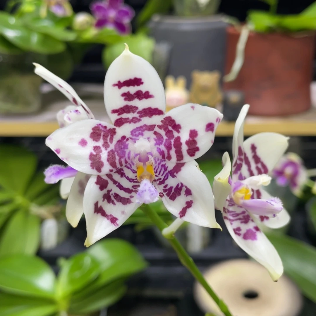 完全开放Yc41开花株