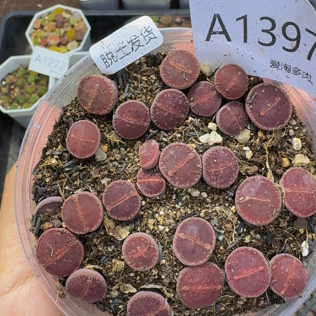 1397 生石花和肉锥