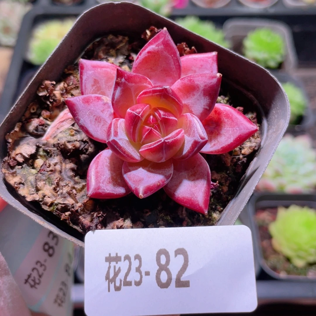 花利美23-82醉霞单头