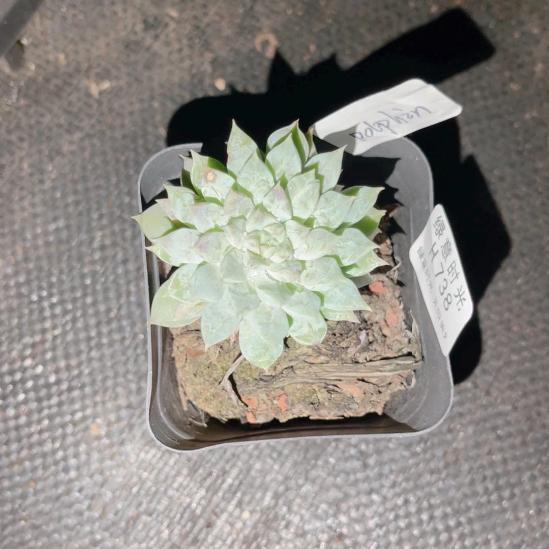 D***n738 带陶瓷盆发货 满28包邮