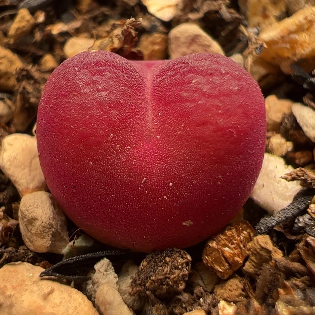 吕红多肉植物百科258