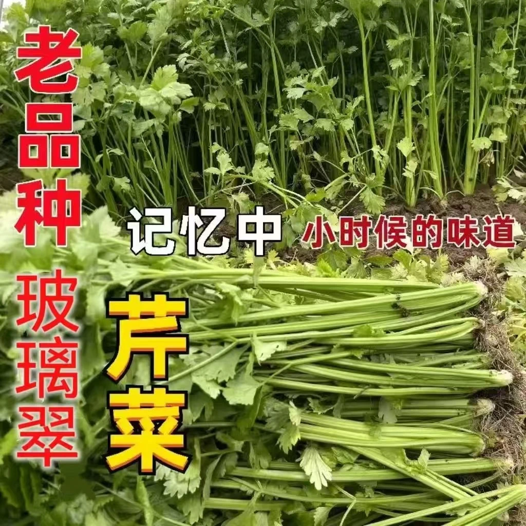 山东老品种芹菜玻璃翠带叶香芹实心非西芹新鲜蔬菜现挖现3斤/5斤