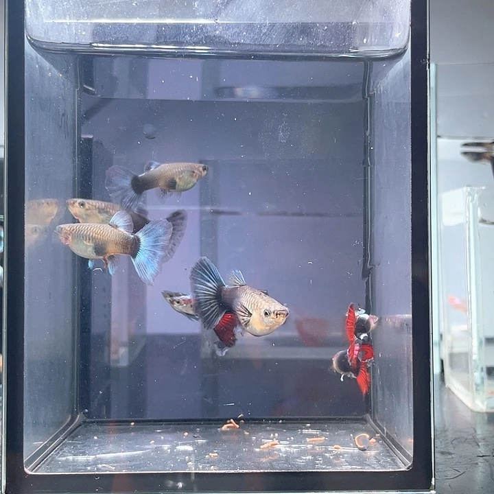 柯***宇孔雀鱼孔雀鱼邮费