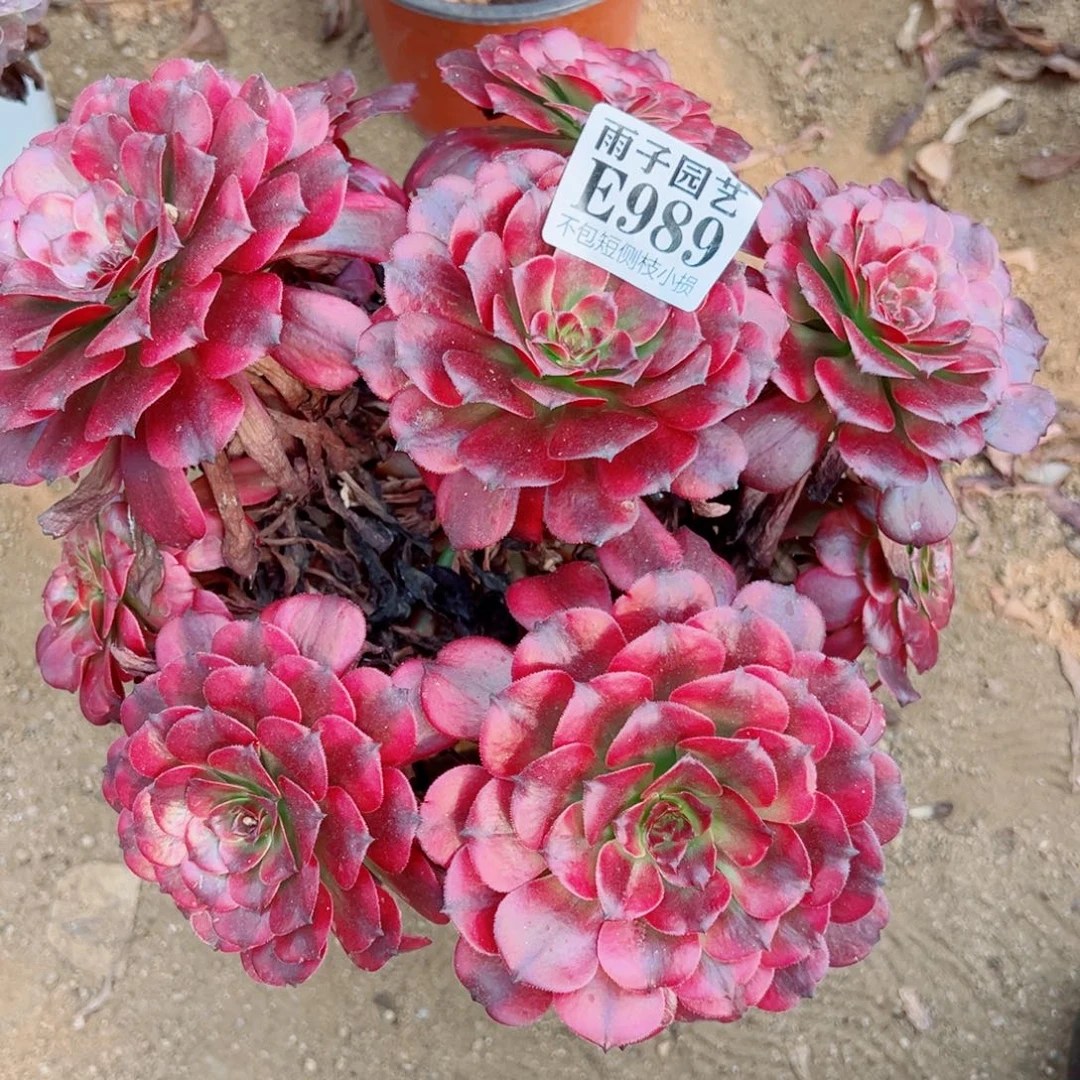 989美姬尺寸25左右特价