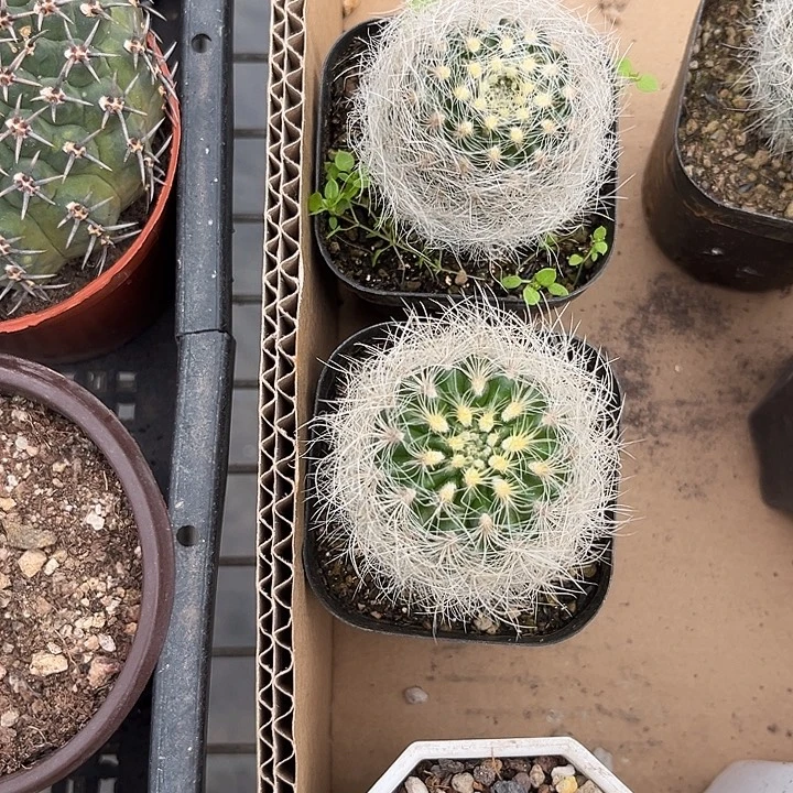 曙***光我也不知道我为什么要这样对