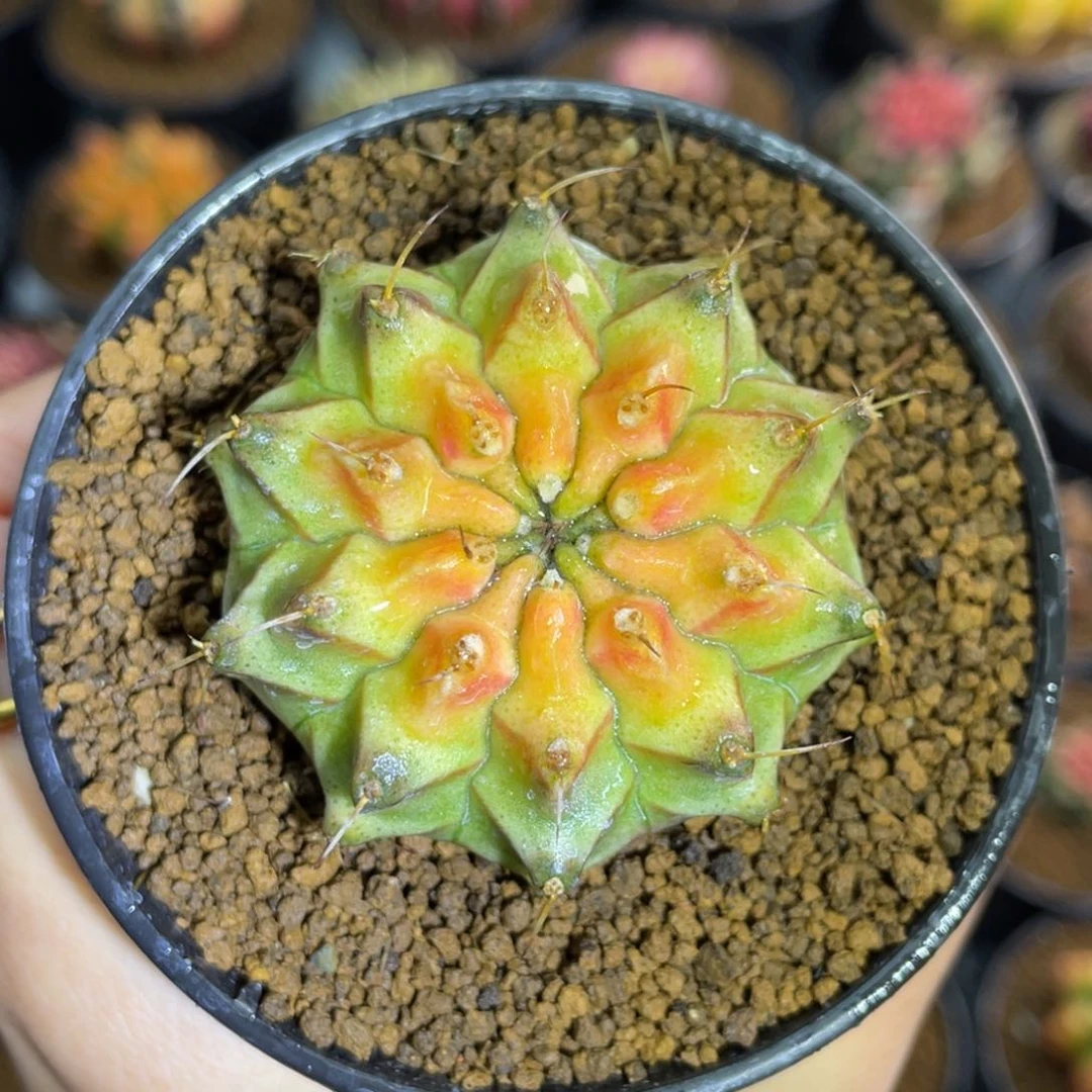 ?****?米哈星球0000000005