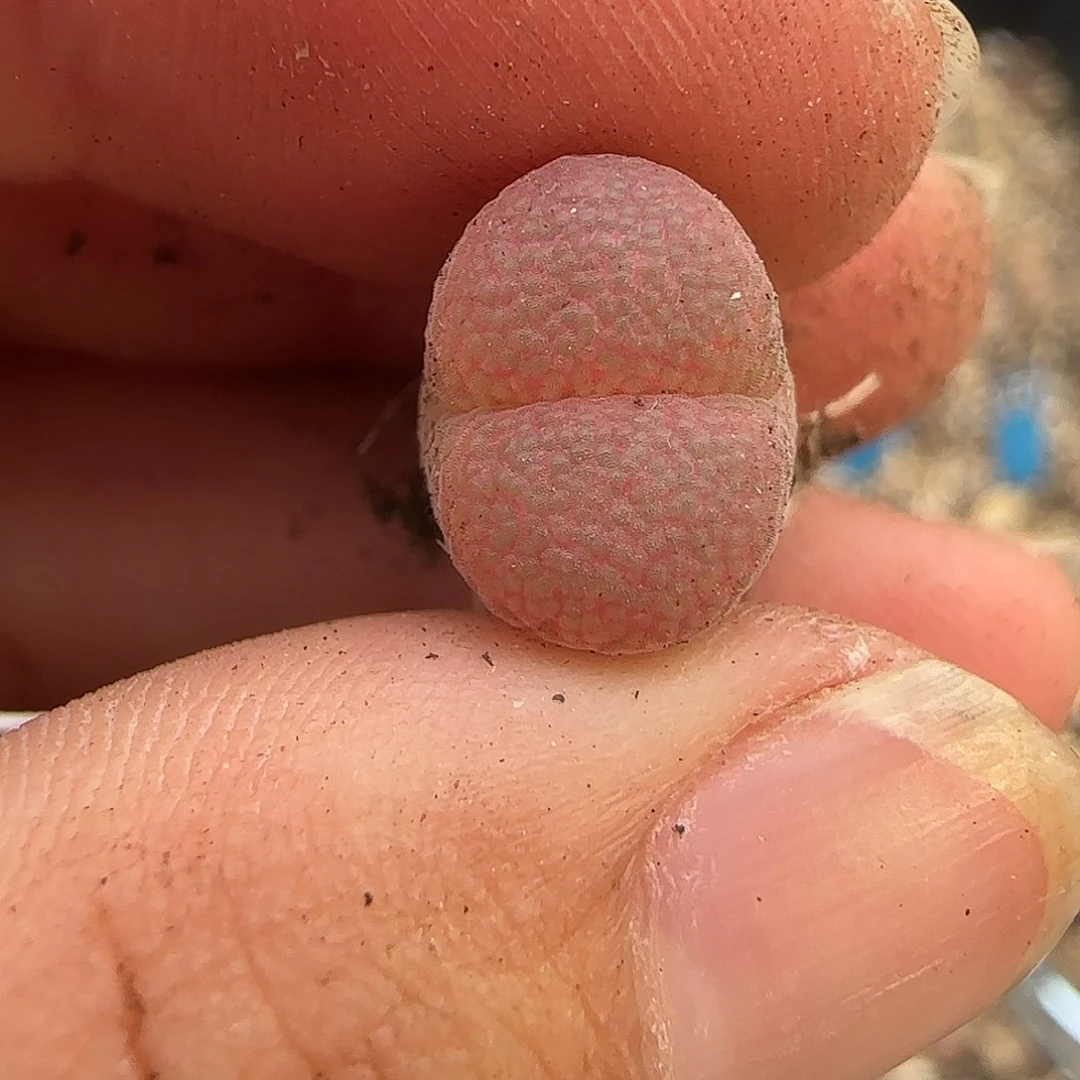 无花朵多肉植物129