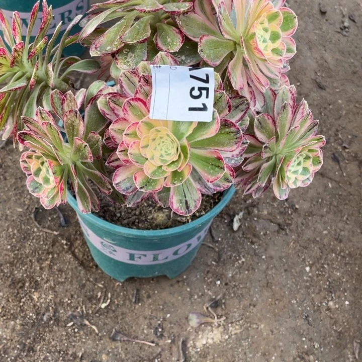 飞**朵多肉v锦锦法师751