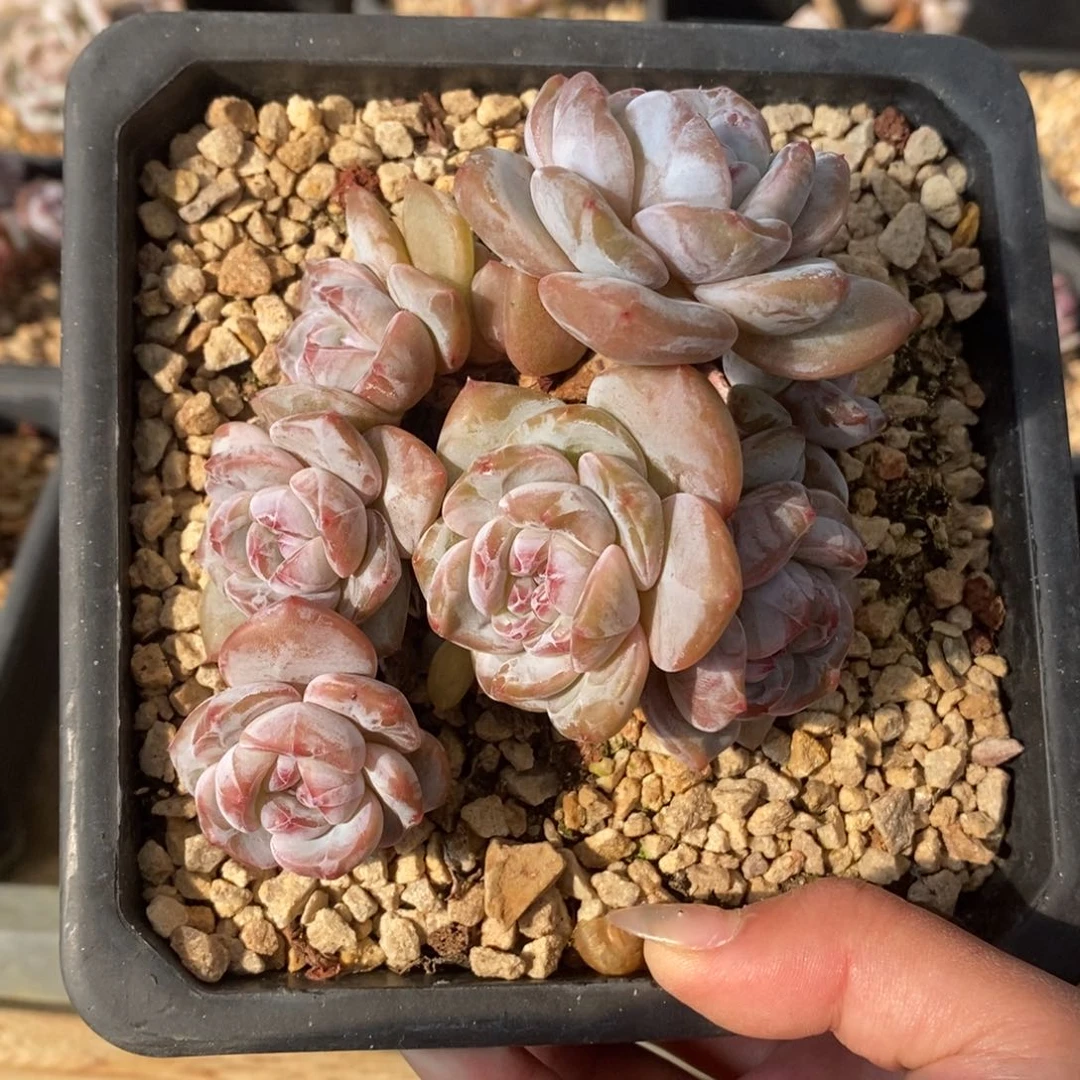 八头绿底紫心小包子