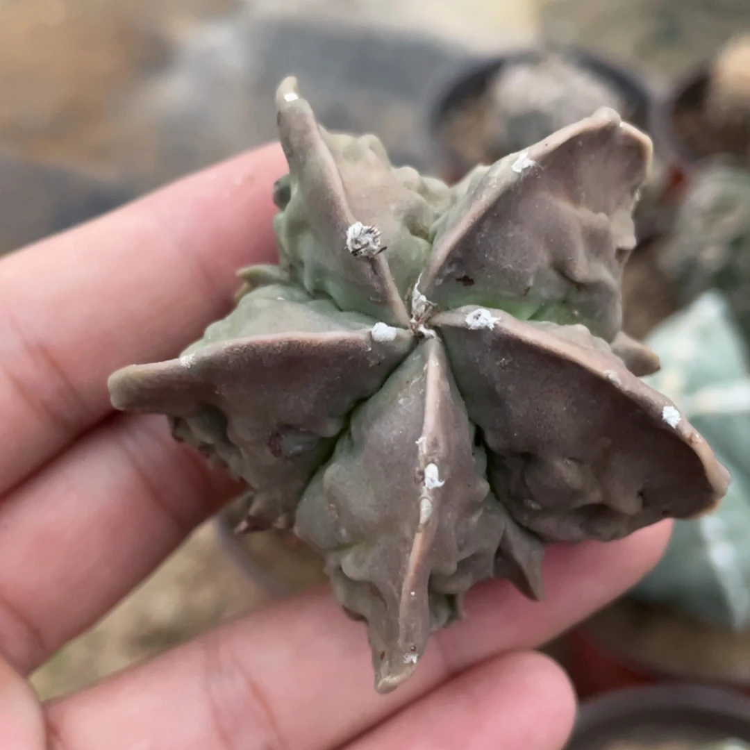 全部花朵自根 福隆核桃 仙人球