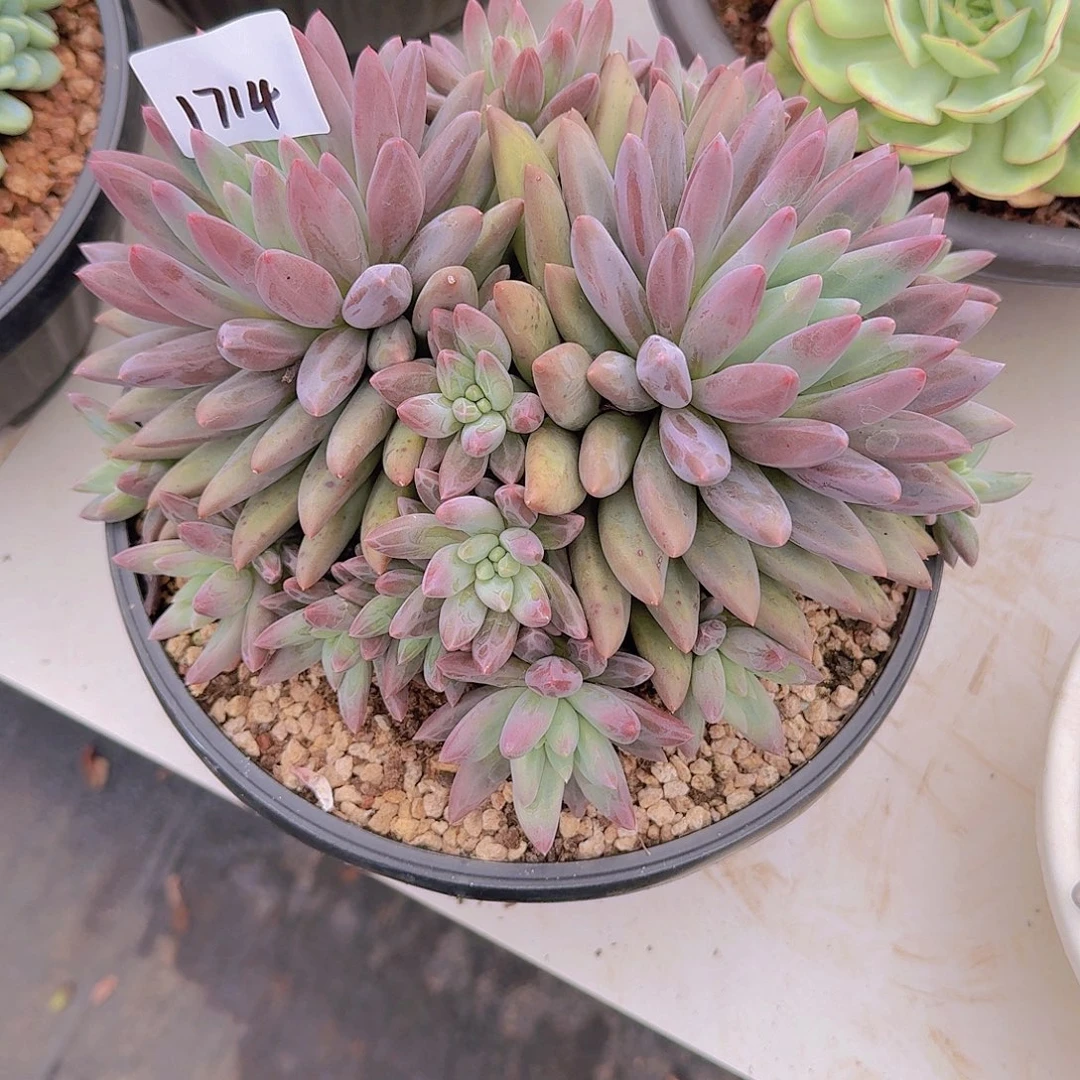 落***城1714紫体红蜻蜓多肉植物