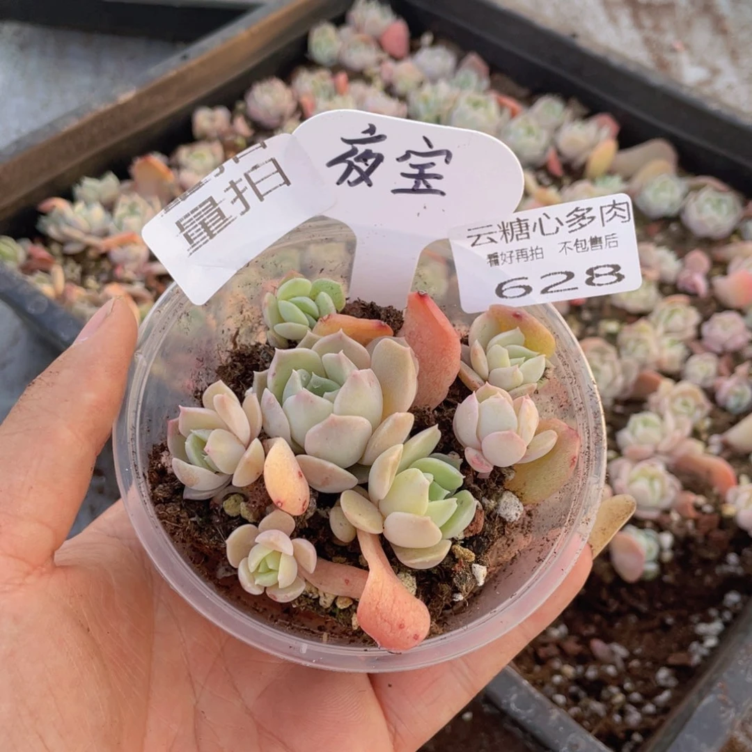 云糖心多肉植物628