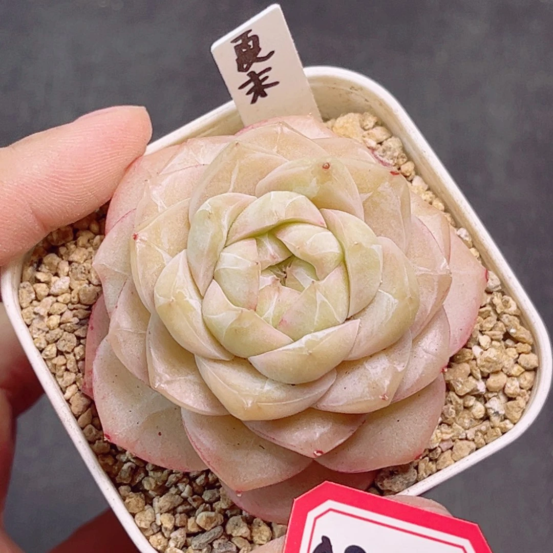 A818一物一拍 夏末