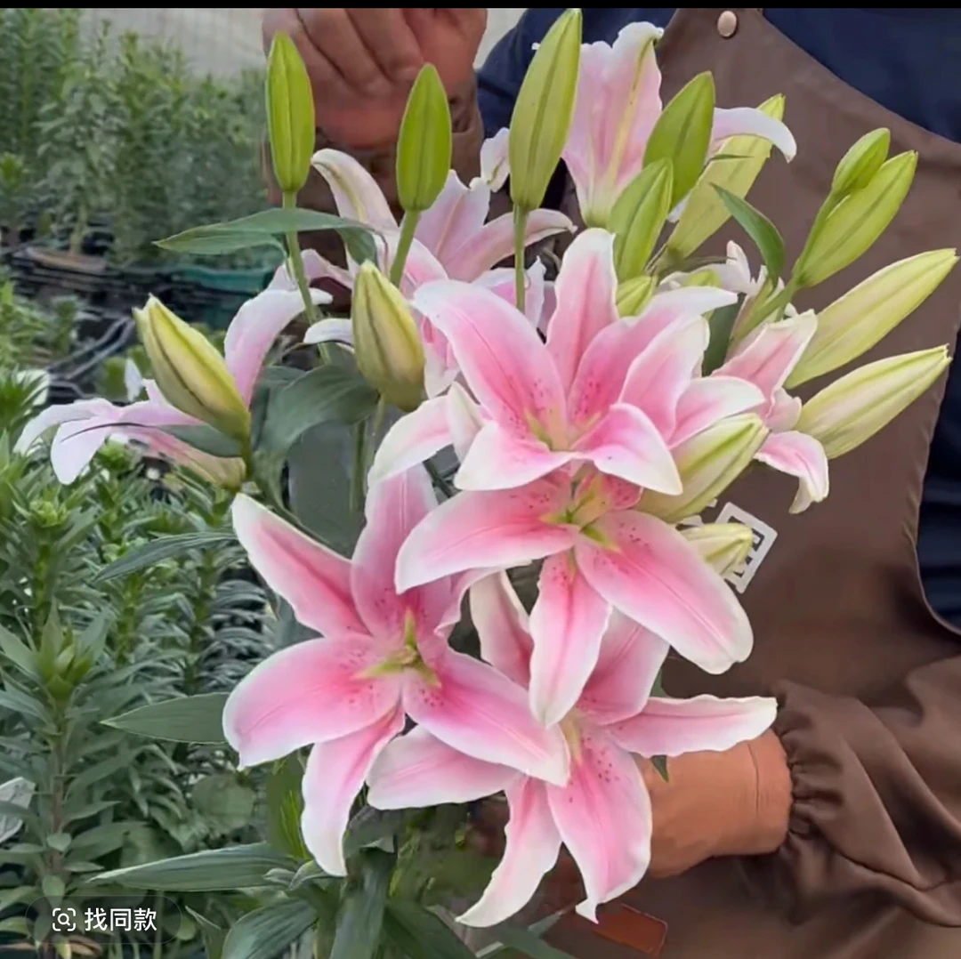 2号店《索邦18/20》春百合大球1颗香水春天发芽六月左右开花