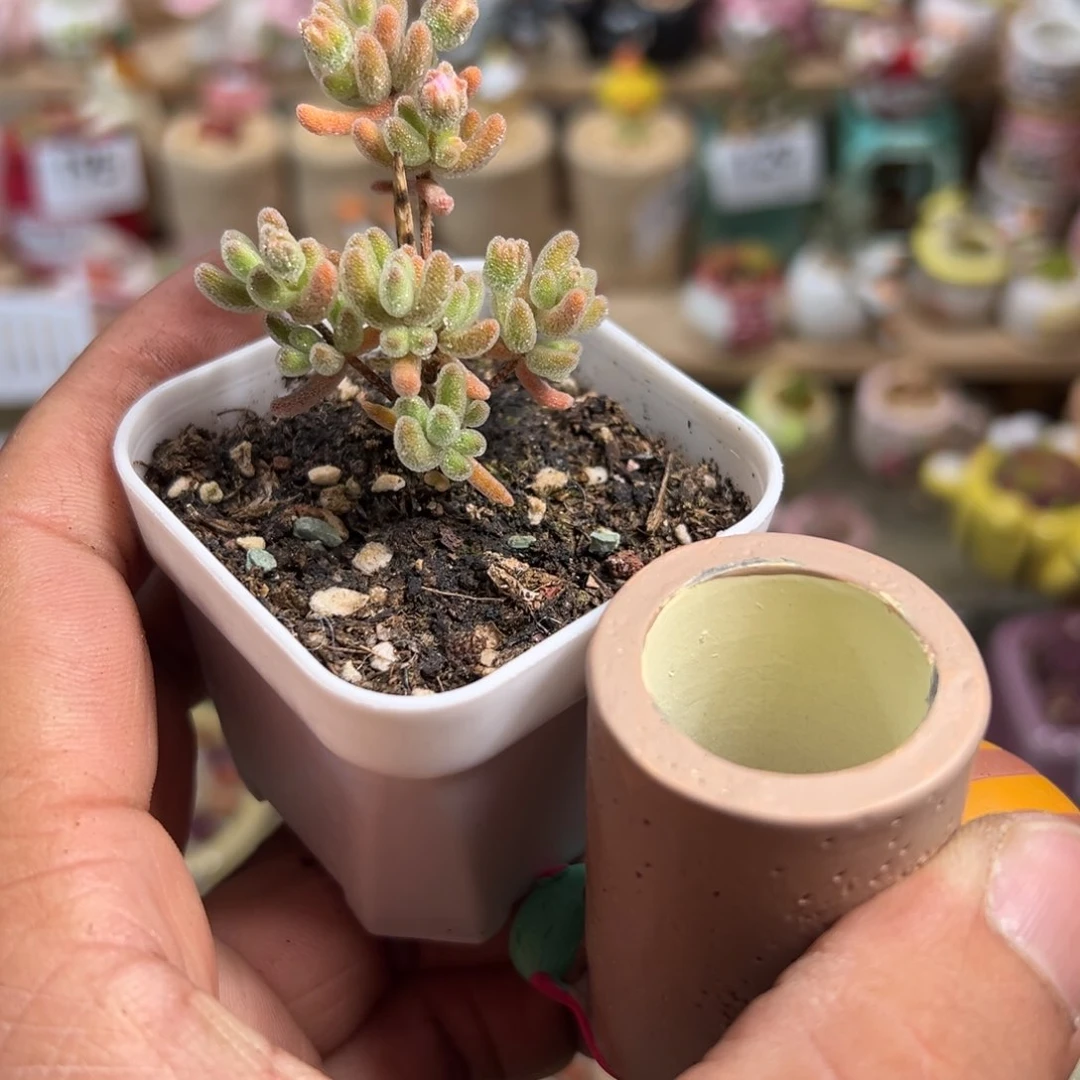 多肉植物实付9.9包邮217