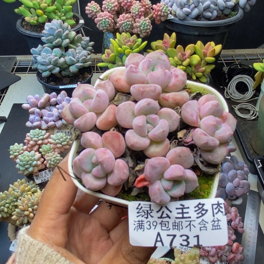 731孤品多肉人6c m