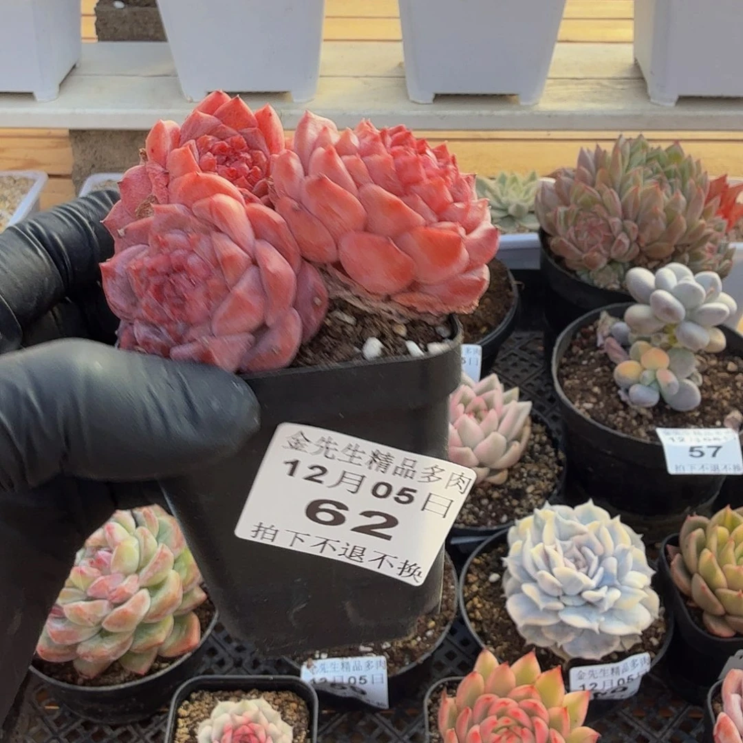 1205-62慕白群生a