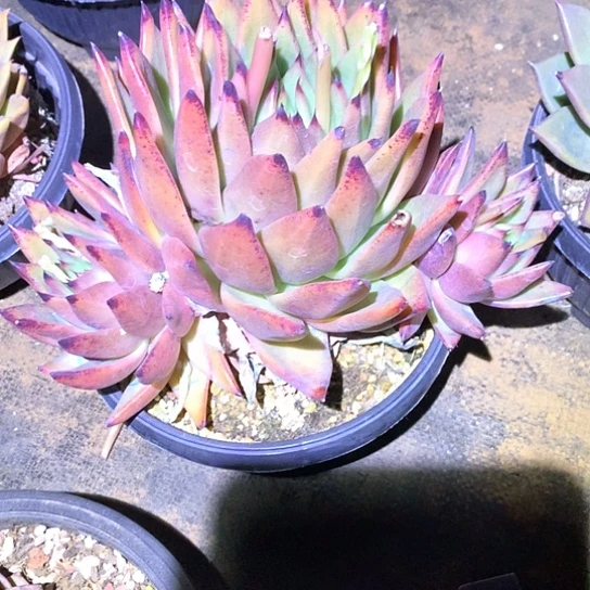 J****）每周特价活动开始啦