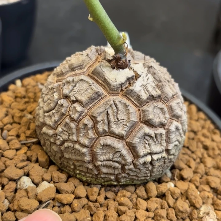 167号龟甲龙带盆包邮尺寸7+