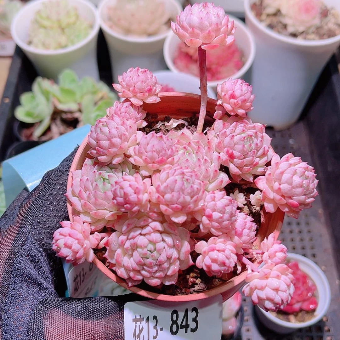 花利美13-843小粉莓