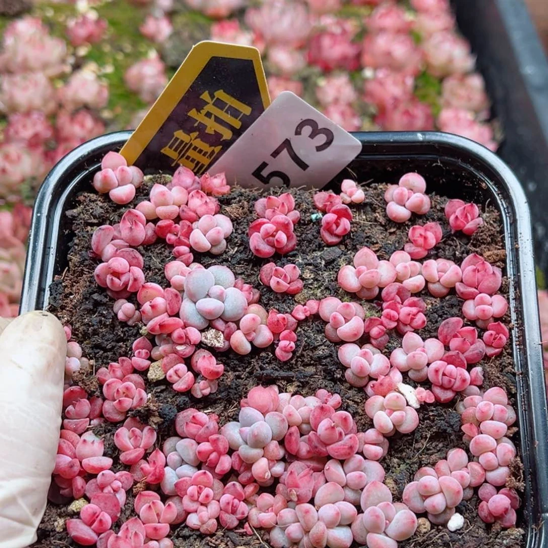 多肉植物多肉植物