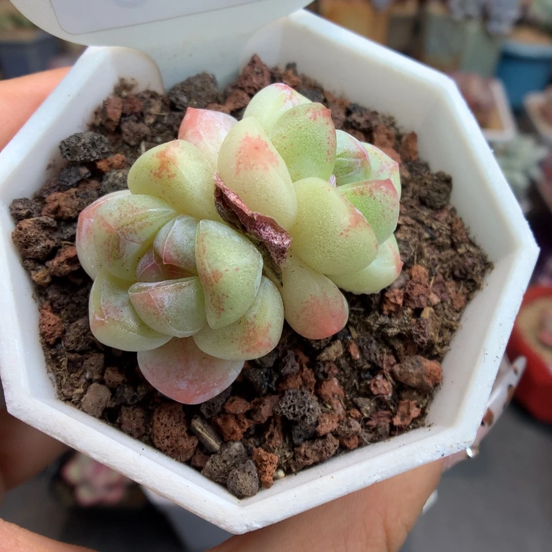 313双头冰玉多肉植物
