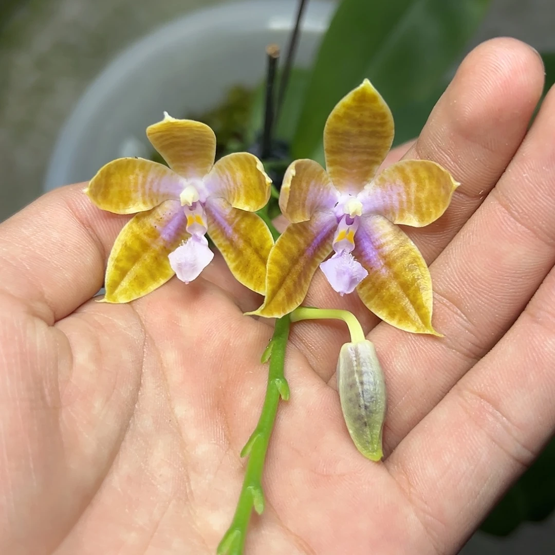 完全开放l251八寸ys1162