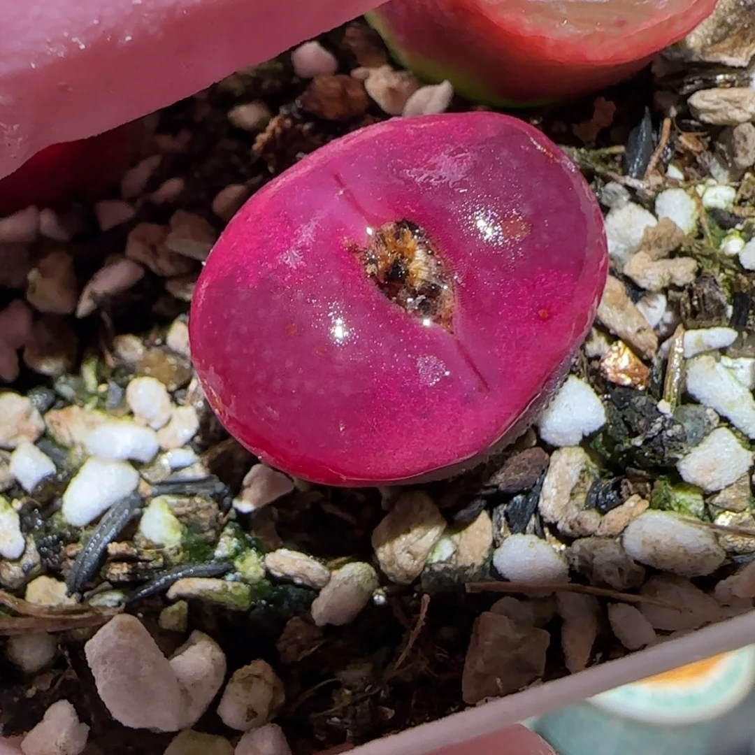 肉锥多肉植物百科-971