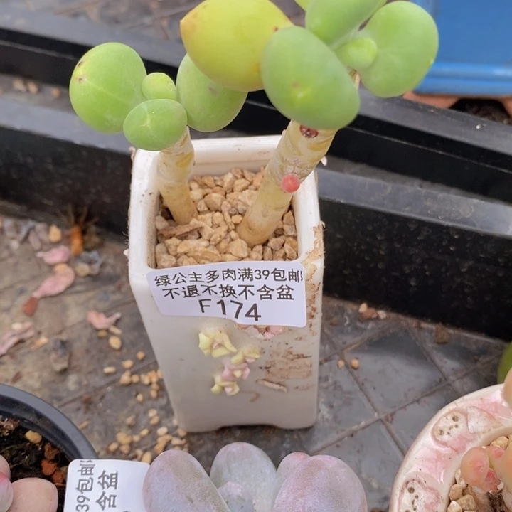 芒果奶双头174多肉植物