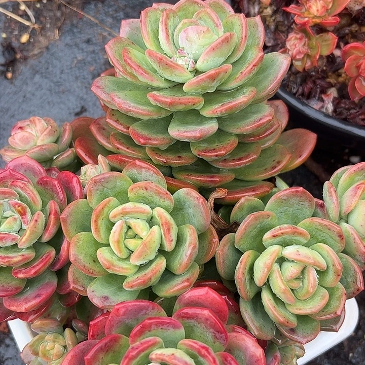 拉萨大群一物一拍特