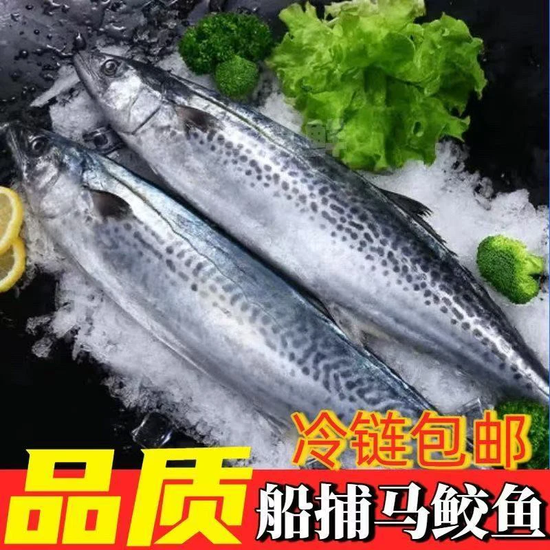 广东汕尾本港野生蓝点白腹马鲛鱼 全程顺丰冷链运输 包邮