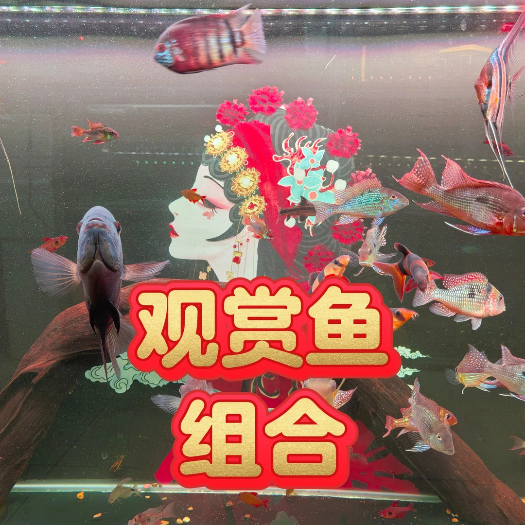 组合拼装 食土鲷 灯科鱼 热带鱼 淡水鱼 异形鱼 观赏鱼