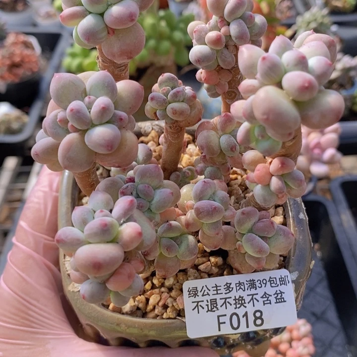 苹果奶10cm018多肉植物