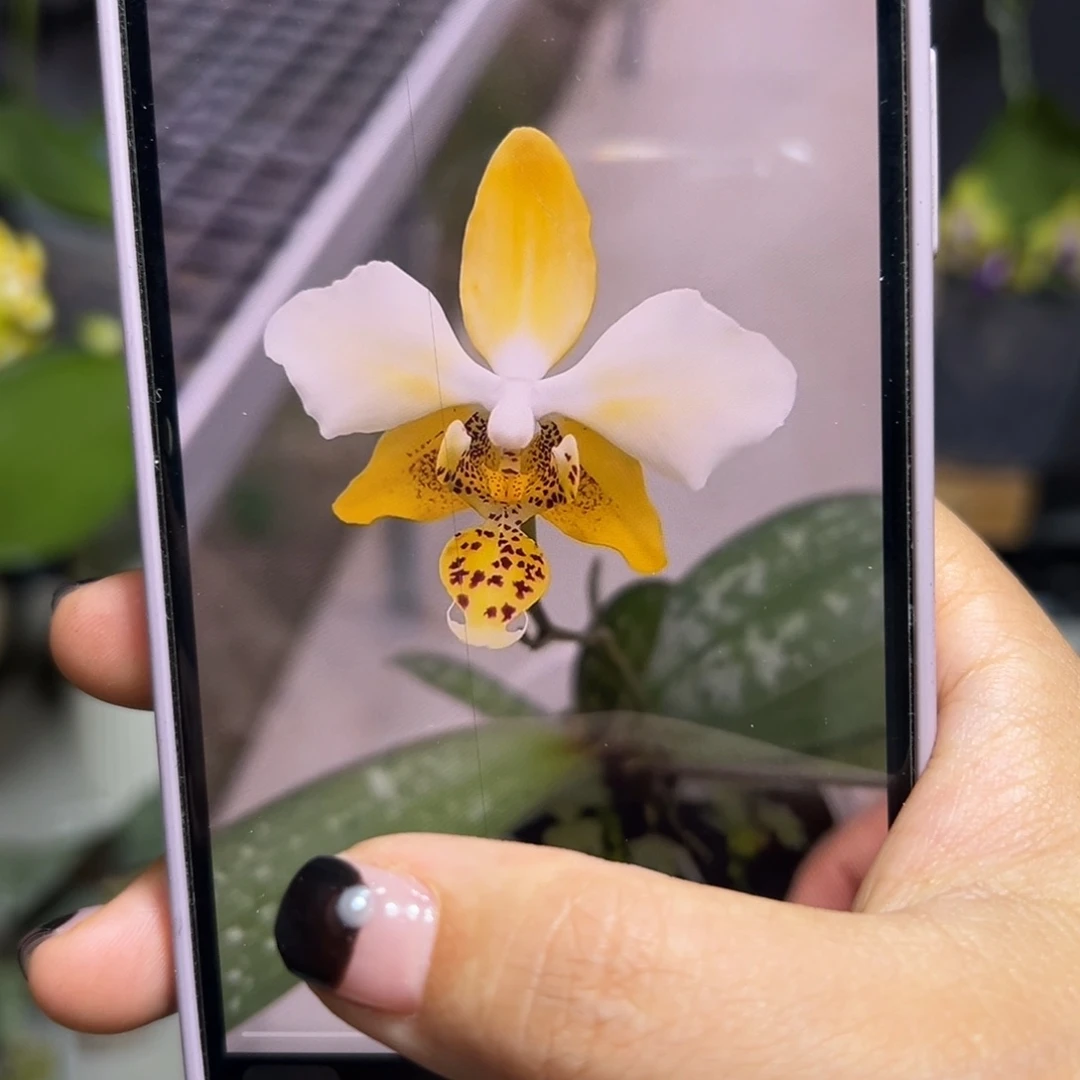 当前无花栽培后可以开花爱出侧芽史塔基浓香