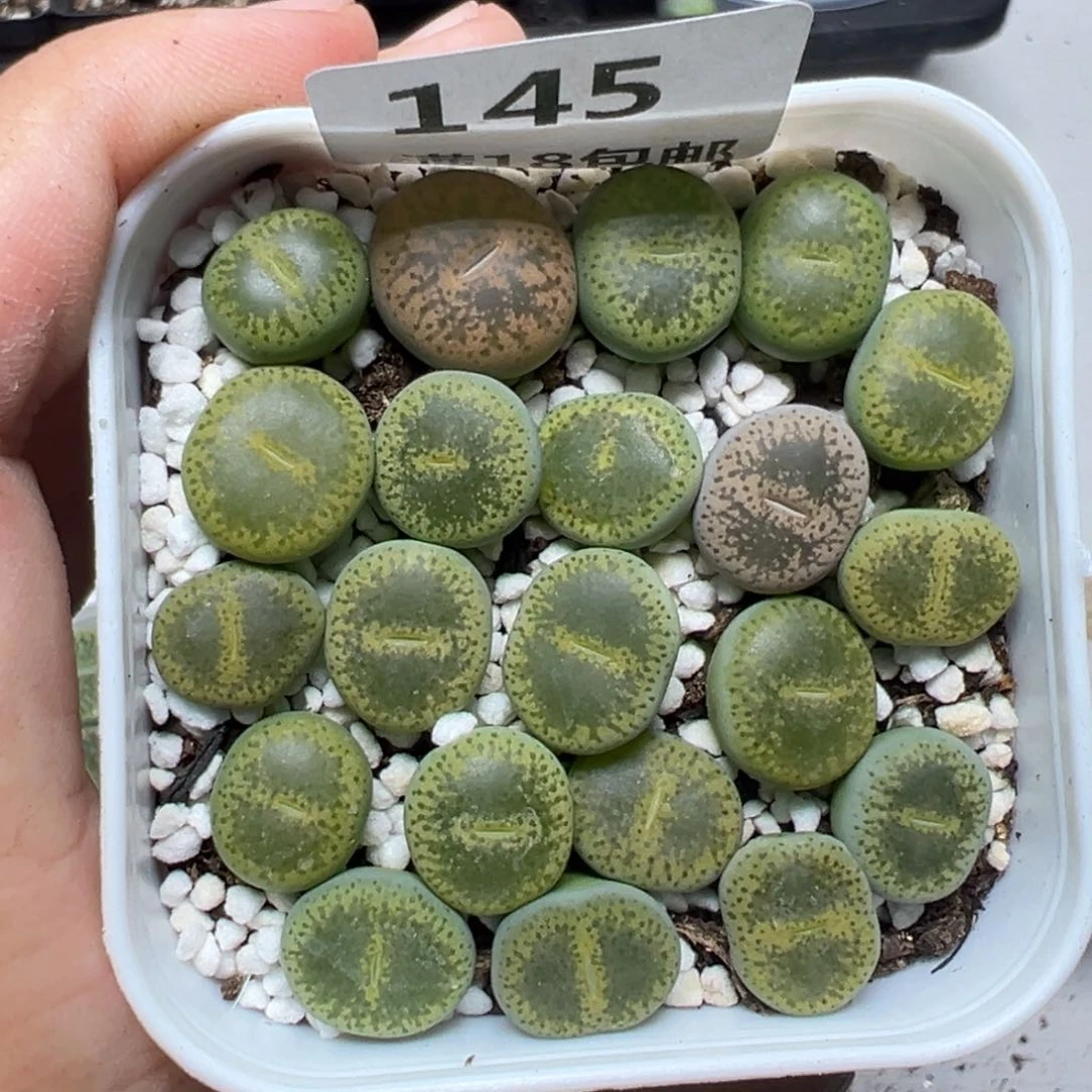 【闪购商品】145……