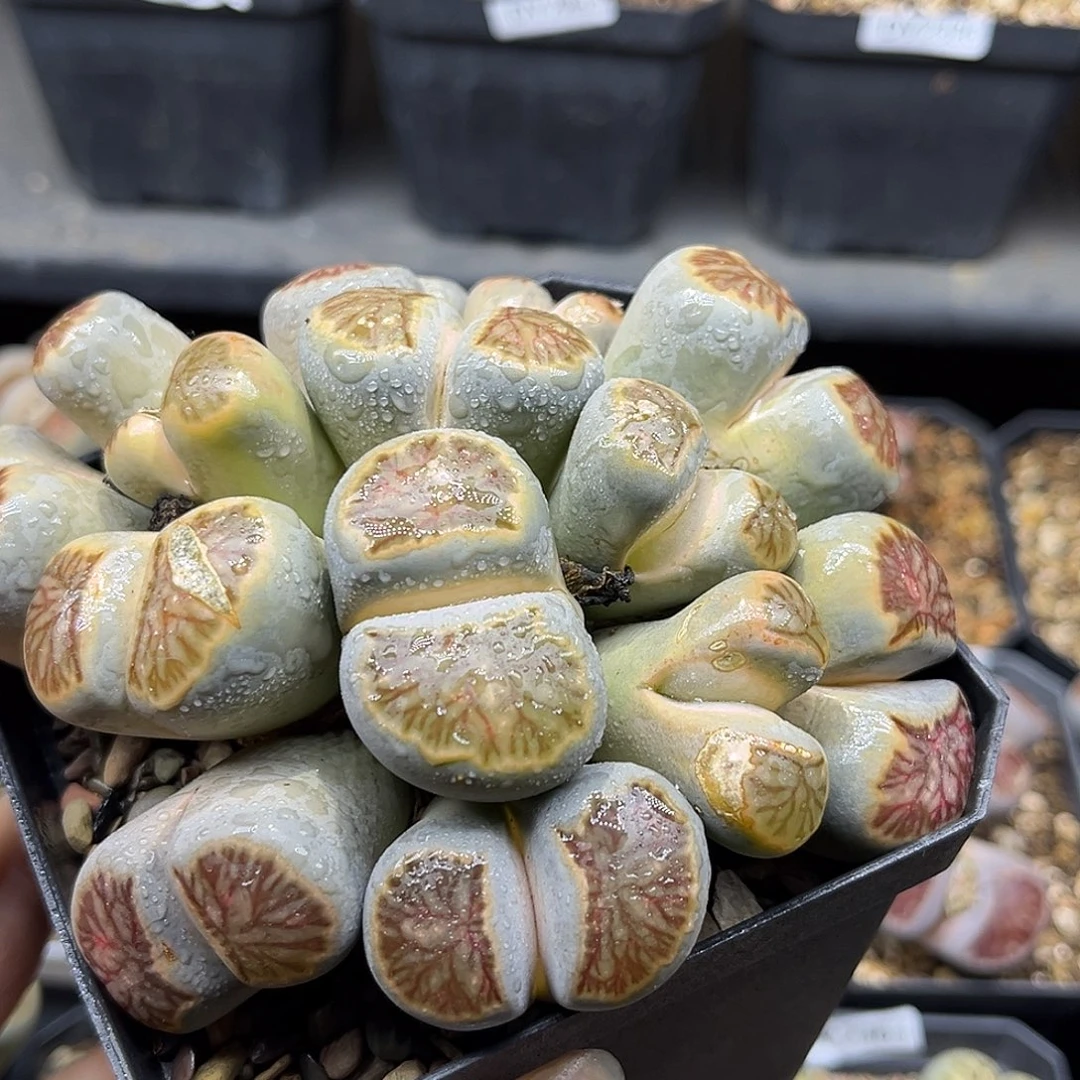 一物一拍红窗菊2407十五头群