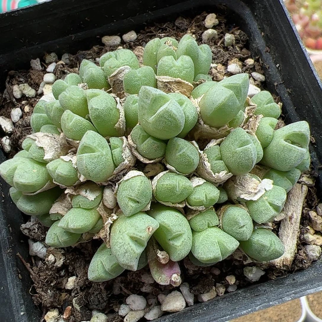 【闪购商品】113  双11返场