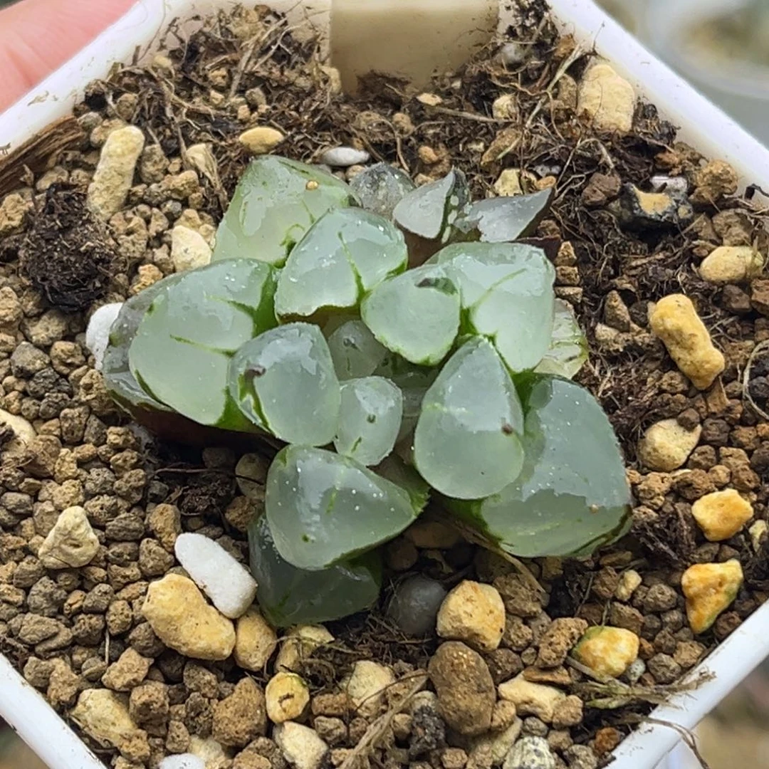 426圣诞蜡烛头家多肉十二卷