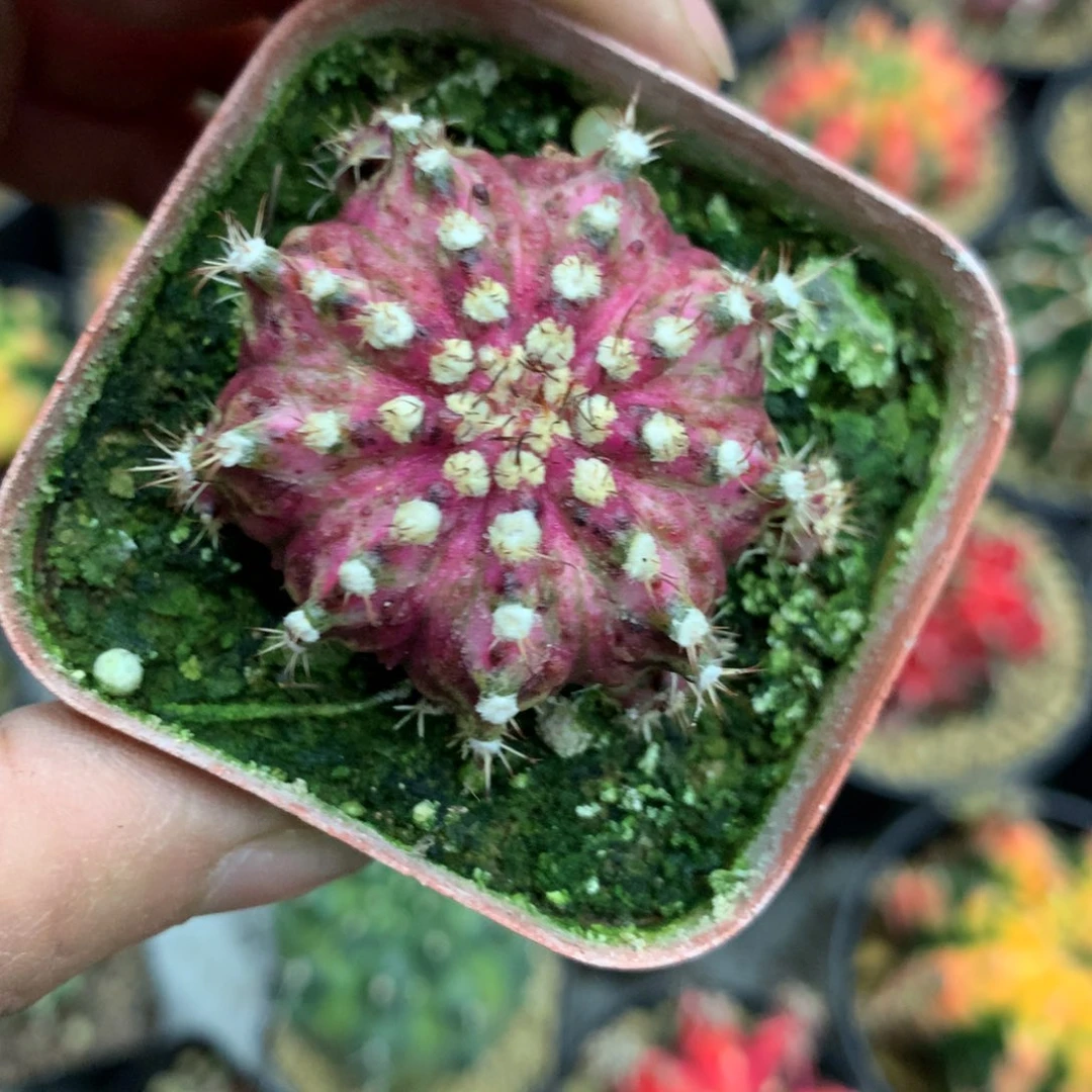 仙人球米哈海神38