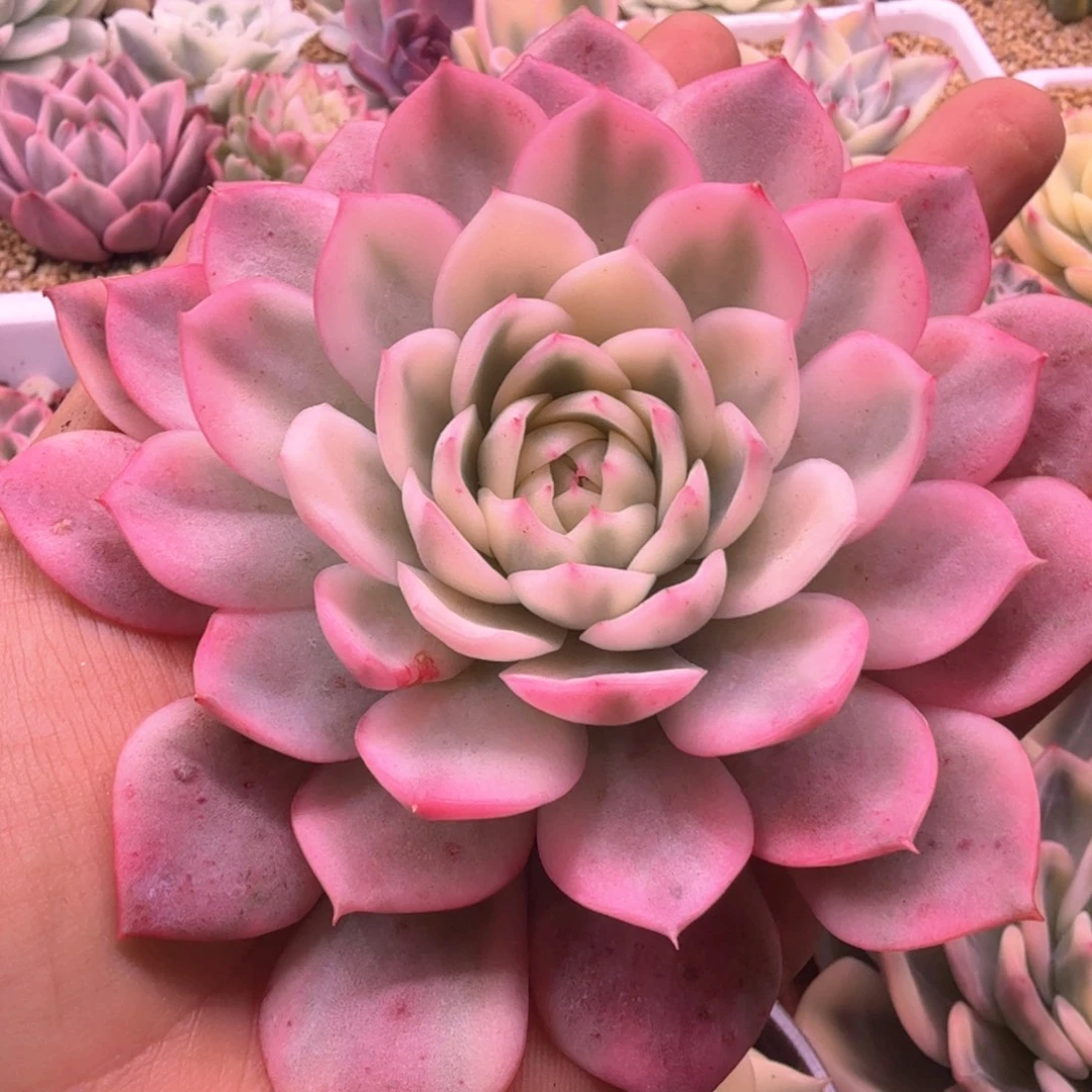 韩水晶锦 多肉植物