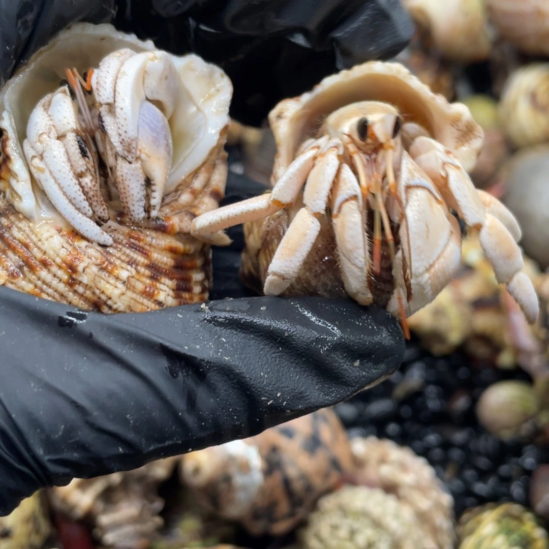 周****日常积分v监控看看