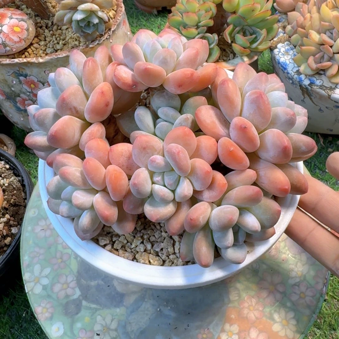 状态香水老桩头多群