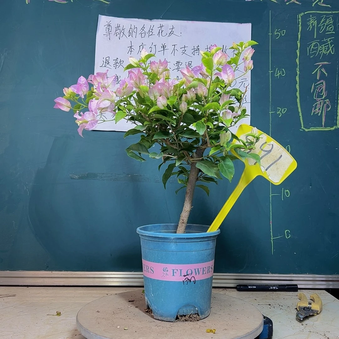 当前无花栽培后可以开花绿叶丽娜 891