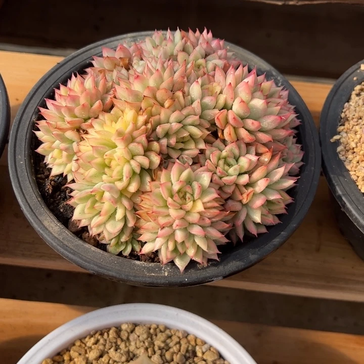 女雏锦 群生 夏鸣园艺