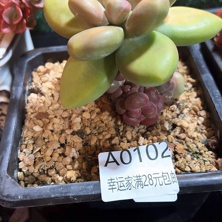 ￴****远幸运的是我的