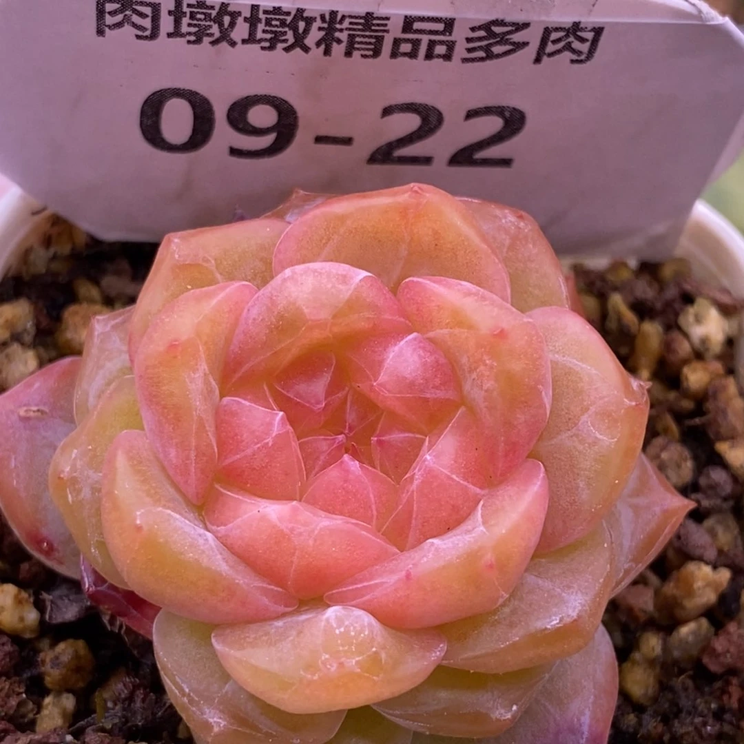 【闪购商品】09-22