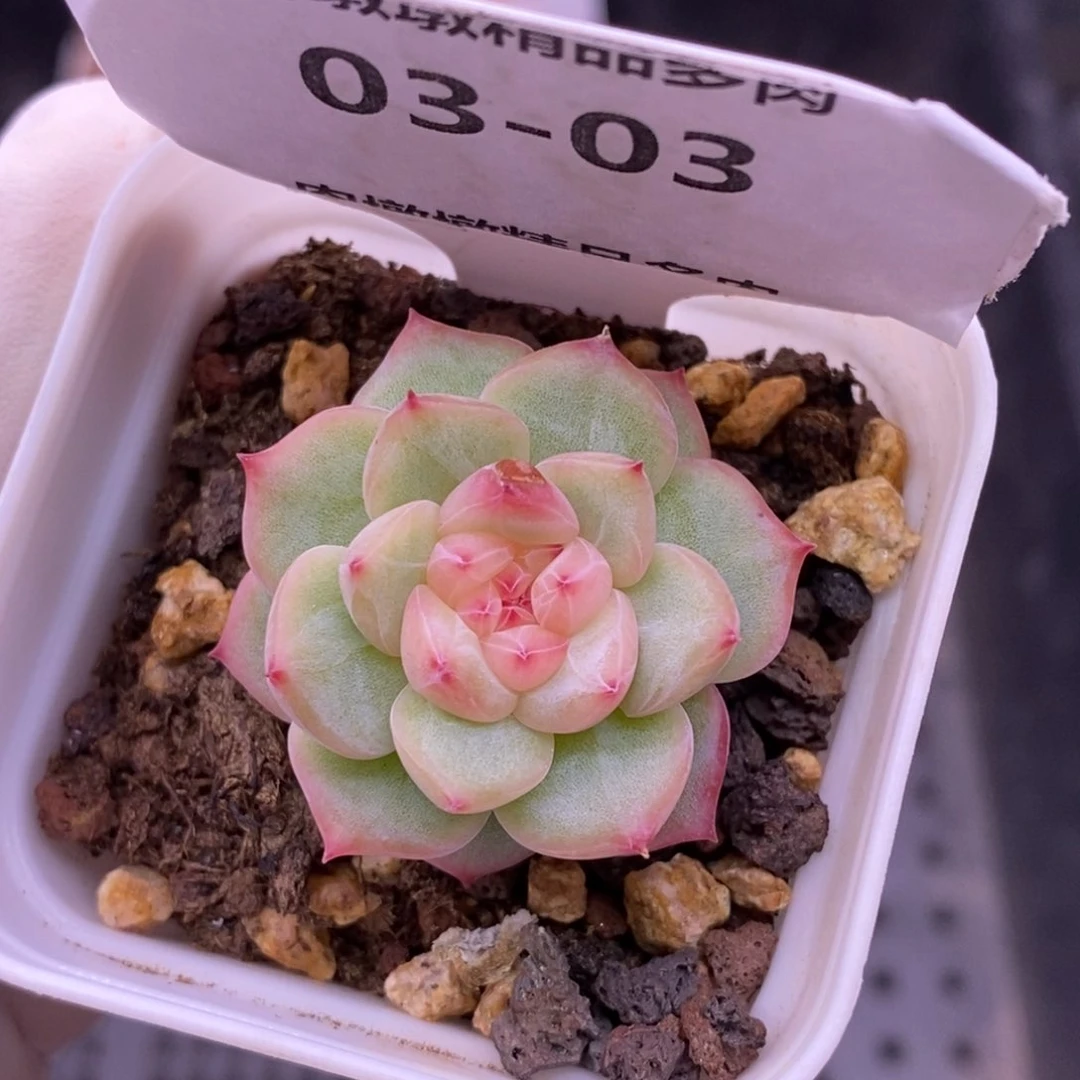 【闪购商品】03-03寒绯