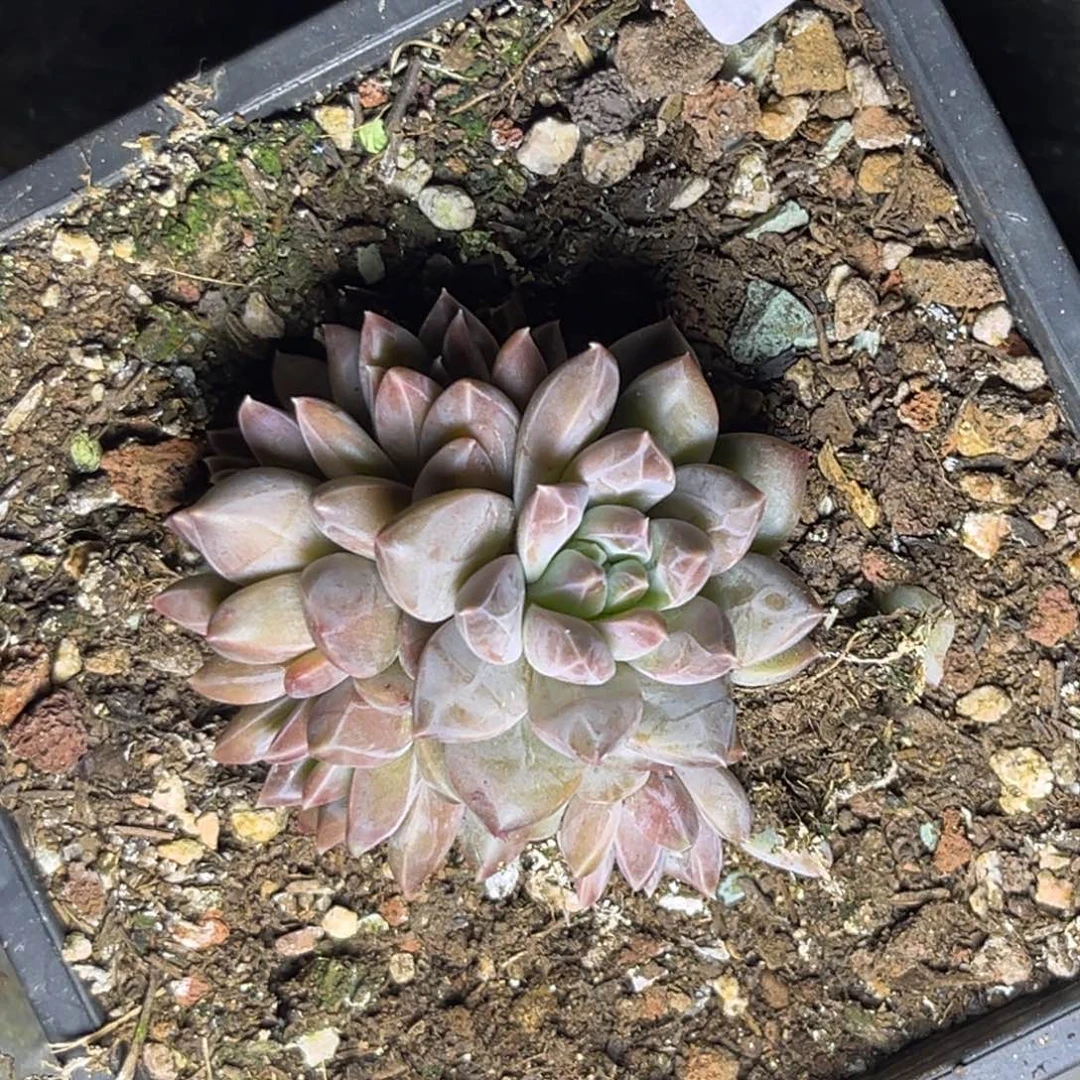 多肉植物幻影群465