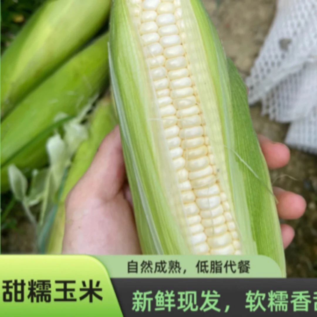 【四川自贡】新鲜现摘农家白甜糯玉米香甜软糯低脂代餐粗粮